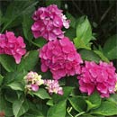 Bigleaf HydrangeaCityline™ Venice
